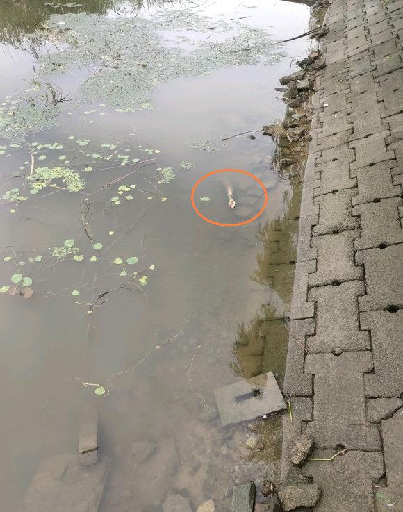 饵料|南京男子去河边钓鱼,水面竟漂浮一条细长手臂,网友:水猴子