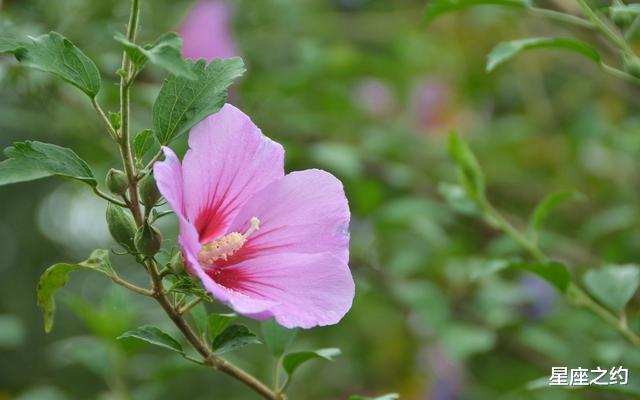 金牛座▲在5月中旬,好运相伴,稳操胜券,势如破竹的三大星座