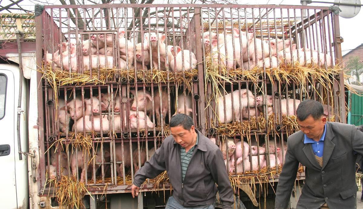 生猪价格|生猪价格再高涨，潜藏的这个“隐形炸弹”，或真的酿大祸