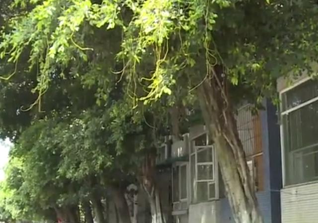 「郴州」小区大树被砍\秃\，居民愤怒指责，砍树者：住一楼，光全被挡了