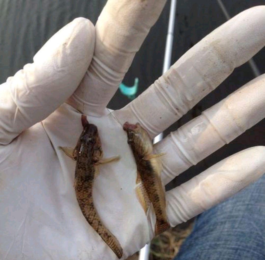 |蚯蚓钓鱼,小杂鱼闹饵让人崩溃,怎么解决?