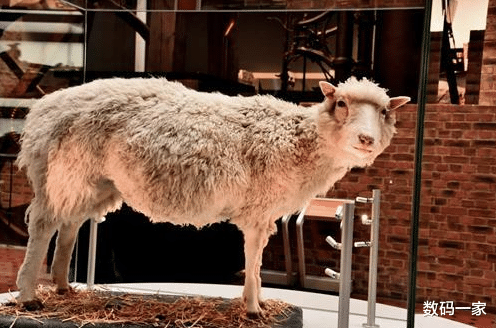 ##23年前就克隆出羊，为啥没有克隆人类？看看克隆羊的下场就知道