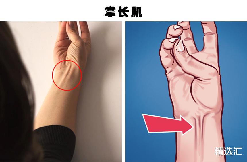 |消失的人体部位：随着人类进化，如今正在逐渐消失的10个身体部位