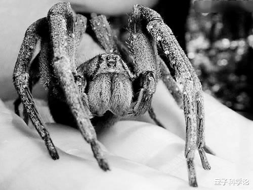 毒液|世界上最毒蜘蛛有多可怕？男性被咬后，还会引发“生理反应”