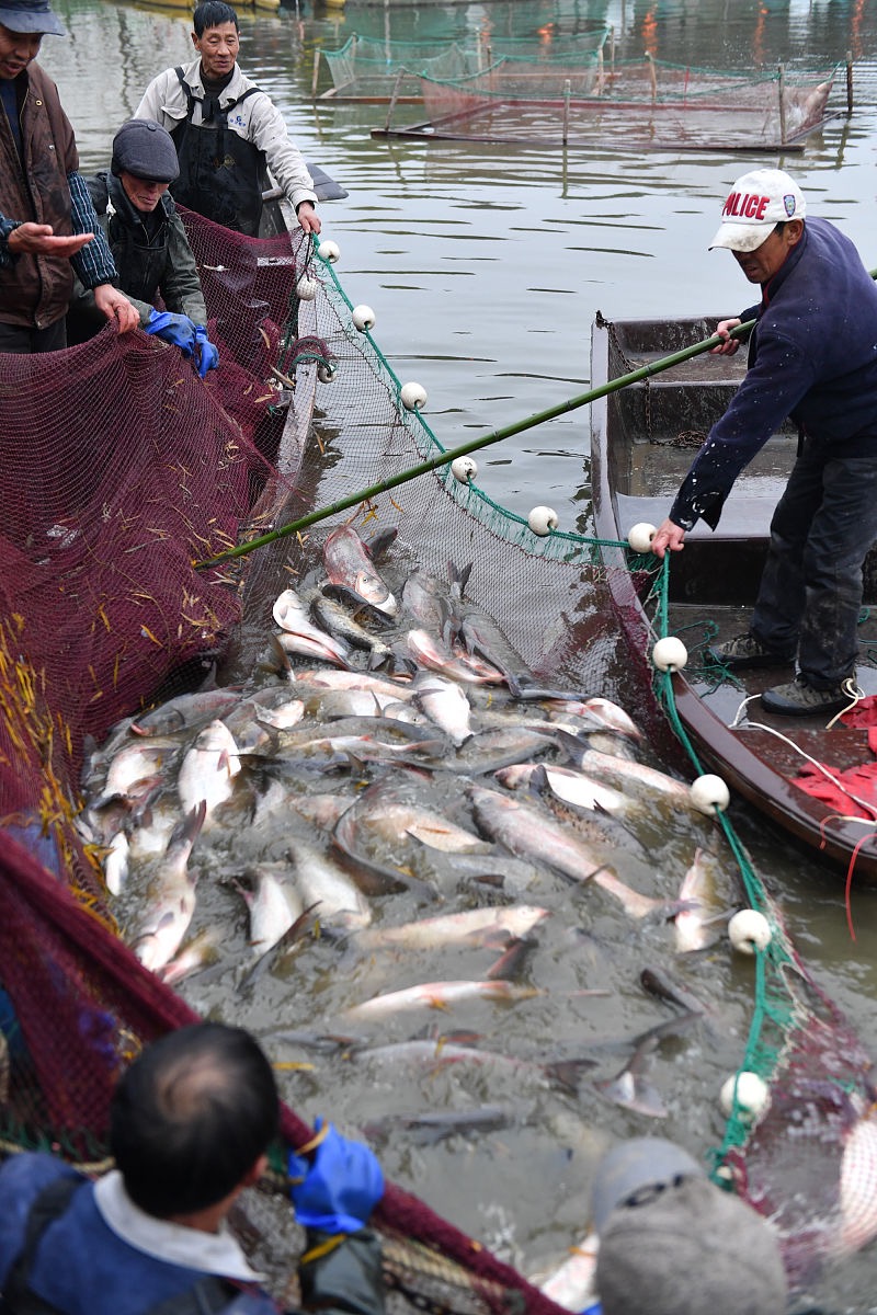 |钓鱼遇到有口打不到鱼？上鱼时经常跑鱼？今天给大家分享一下原因，和解决方法