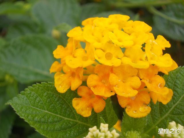 巨蟹座■在7月中旬，胸有成竹，十拿九稳，意气风发的三大星座