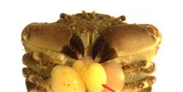 土星|蟹奴是一种怎样的生物？它有何恐怖之处？