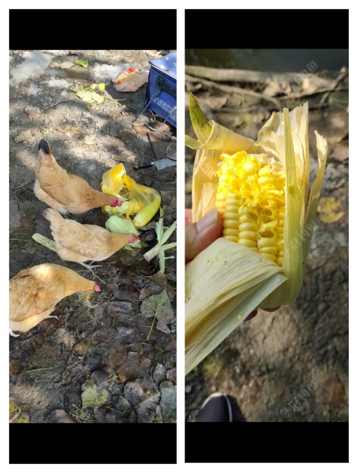 玉米|「垂钓纪实」 爆杆报仇之跑鱼连连……