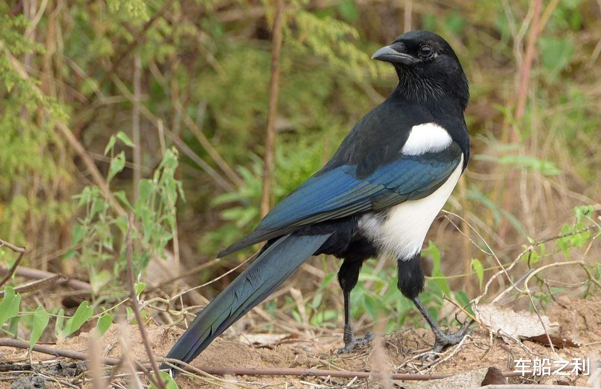 『运势』6月23号,运势走红,天赐福禄的3大生肖,赚钱更,发家致富