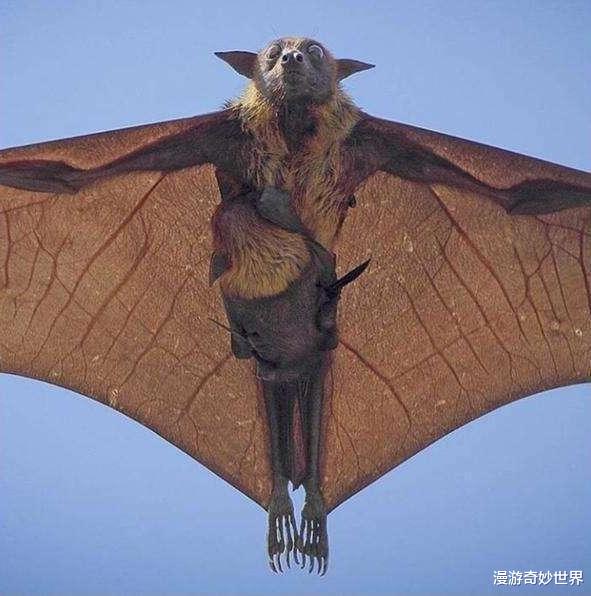 看完这18个世界之最,简直让人后背发凉!