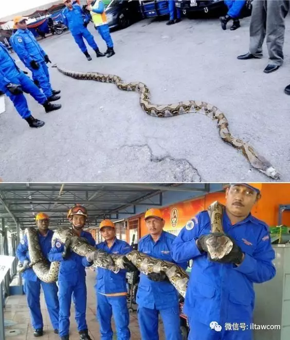 |世界上最长的蛇可以有多长?