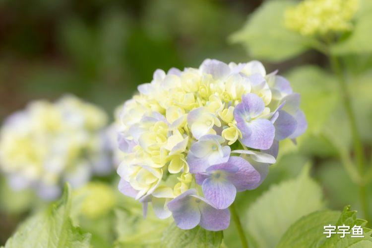 属鸡|9月开始有贵人相助，霉运散尽，赚钱轻松，福气常在的四大生肖