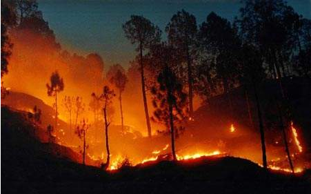 印度尼西亚@印尼森林大火，身长10米巨蟒被烧焦，临死前痛苦“嘴巴张大”