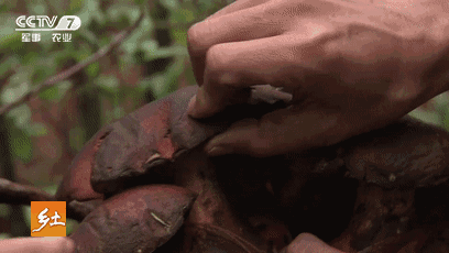 新周刊|云南人在这件事上，命比谁都硬