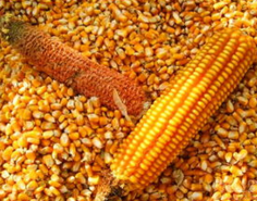 ：垂钓草鱼该用什么饵料