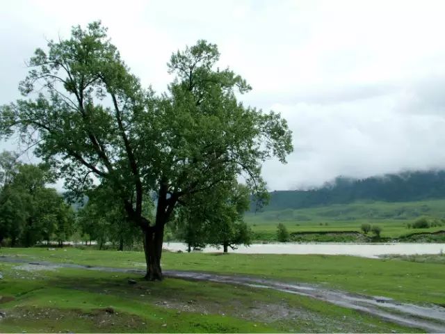 伊犁▲伊犁最低调的小县城，藏着最美的百里画廊，很多人还不知道！