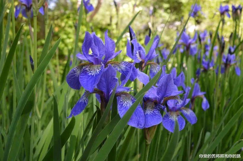 『属牛』6月初，天降横财，富贵挡不住，财运一路猛涨，财来福到的四属相