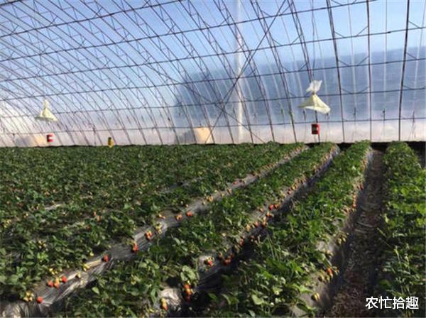 交易 产地价格大跌，收购价10元/斤，农民着急出货，消费者：吃不起