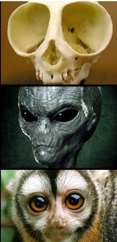 电影|动物的头盖骨是如何欺骗人类的，看完颠覆你的认知观