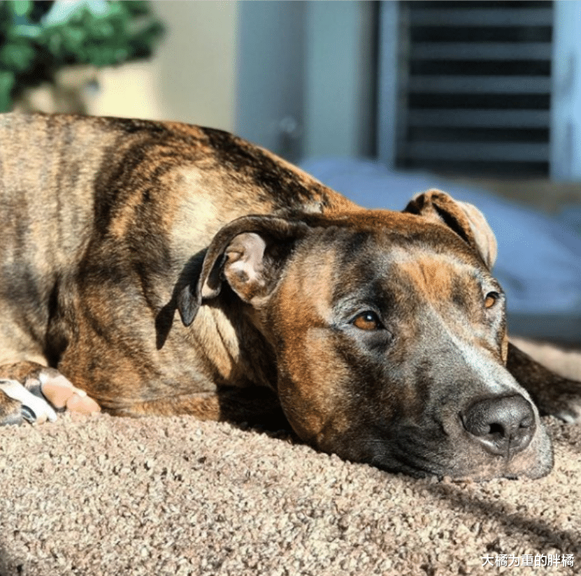 将被安乐死的狗狗，女子却对它莫名的不舍，它唯有拥抱女子来感恩