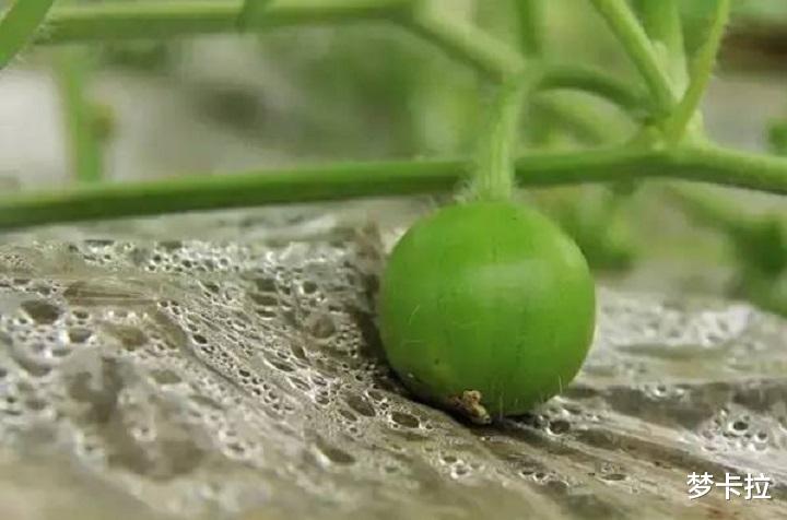 燕山大学|高校操场长出西瓜,网友调侃“它是上过大学的西瓜”,大学回应亮了