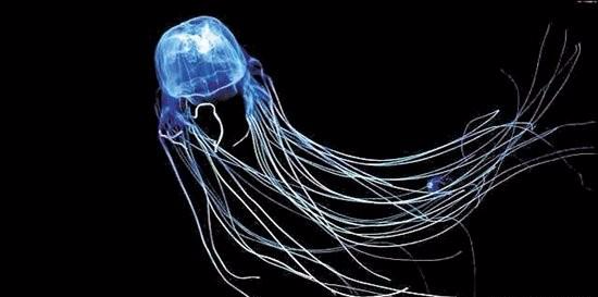 老虎|世界各地最致命毒物