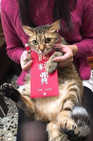 猫咪咬断神台的香，外公只是轻声教训？可爱猫咪把家人变成了猫奴