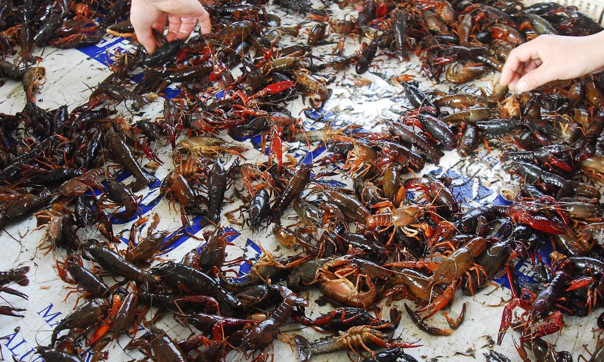 「虾尾」为什么虾尾比小龙虾还便宜？看完了水产老板的分析，满满的套路