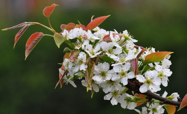 生肖|未来十天，爱情假寐，初见良缘，迎来浪漫的四个星座！