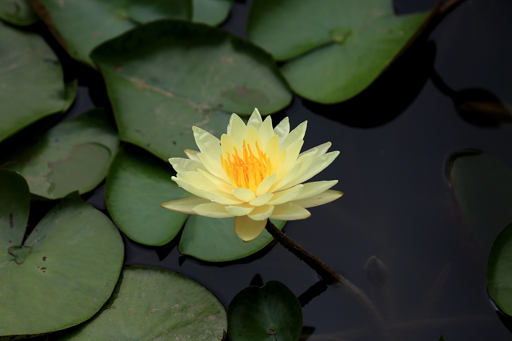 摩羯座|下半年,一帆风顺福星到,日子越过越有钱的3个星座