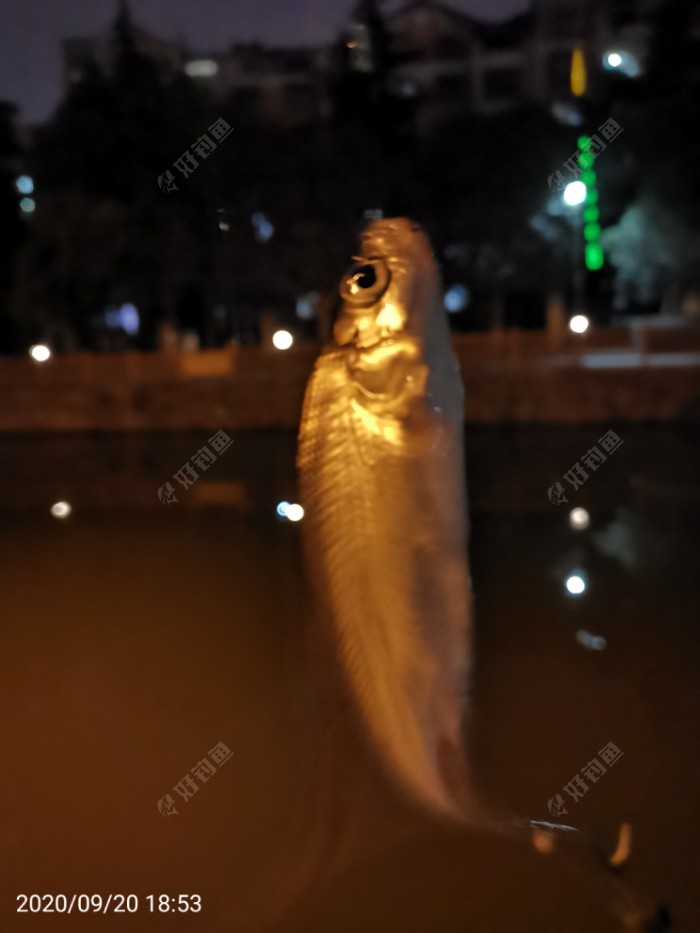 鲫鱼|夜钓鱼口很刁猾 耐心变换小爆护