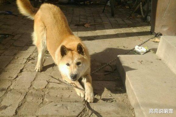 这只土狗长得不太好，但是看门本事很强，只要有陌生人就叫