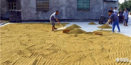 #冠状病毒#假如我们进口不到粮食,我们会不会没有储备粮?要不要家里囤点粮食?