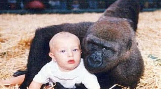 科学家：猩猩能不能和人产生“后代”？女科学家以身试验，结果怎么样了？