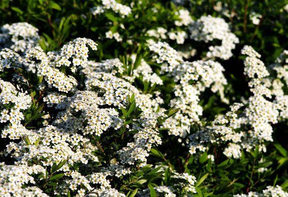 吉星|8月中旬开始，吉星照耀，4属相事业一帆风顺，日子红红火火