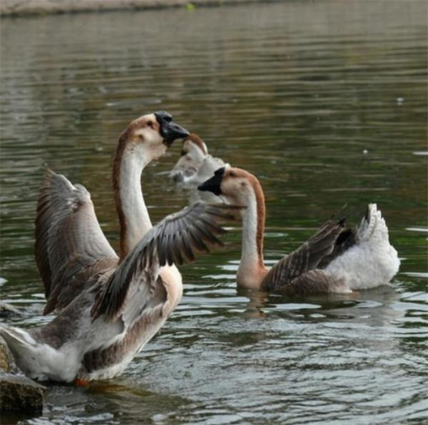 食材|法国有鹅肝，俄罗斯有鱼子酱，日本有和牛，中国有什么顶尖食材？