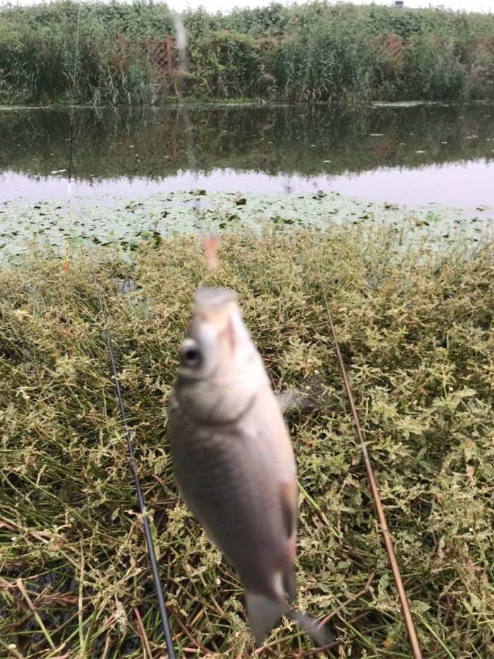 鲫鱼|今天鱼口不错，没一会，收获鲫鱼三斤