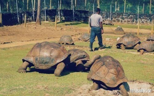 「基因」动物没人教,为什么天生就懂得交配?