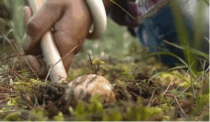 玉米|玉米上发霉还能吃？这东西可是美味，现在有钱都难买到