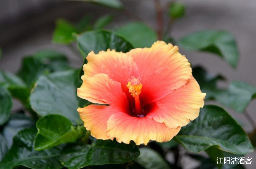 生肖：最近七天天降好运财运上上签的生肖，只有好事祸事远离