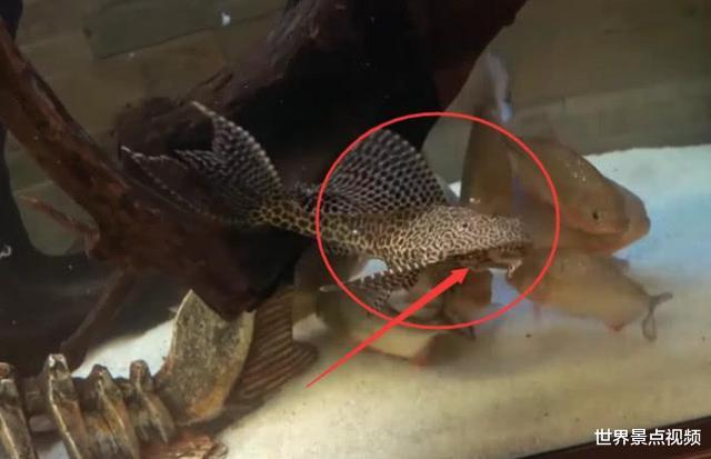 食人鱼@为何有清道夫的水域没其他鱼类?把清道夫放入食人鱼缸里就明白了