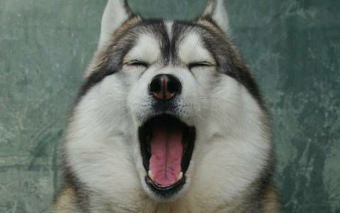 “自驾600公里，只为带宠物回家过年”：回家过年，宠物咋办？