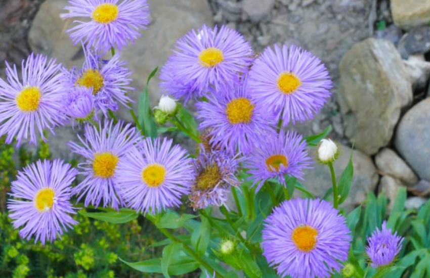 生肖|十月上旬开始，好运连连，财门大开，事业腾达的生肖