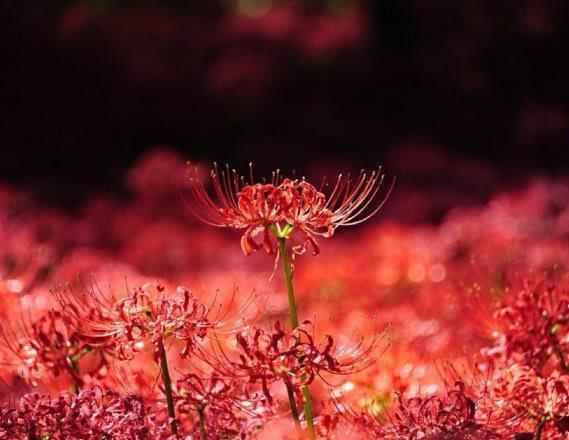 星座女|喜事上眉梢！本周过后求财有道，聚财有方的3生肖，横财滔滔不绝