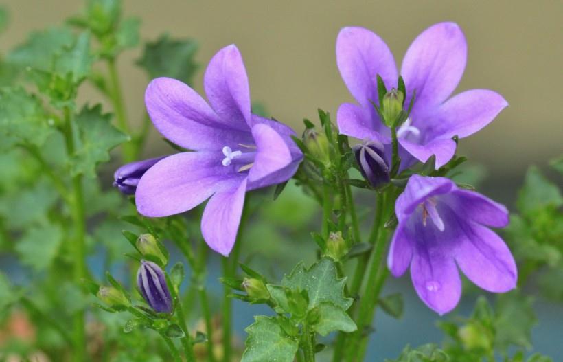 |8月份财运一路发发,事业爱情大丰收,日子富贵美滋滋的生肖