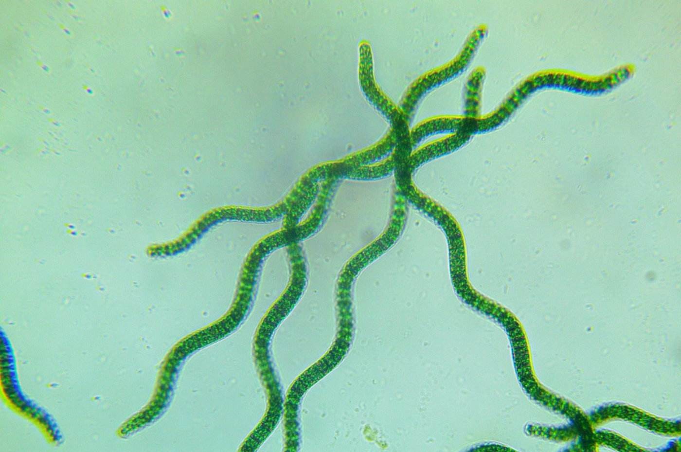 「火星」?直接移民火星是不可能的，只能改造它这样子，这种生物是合适的选择