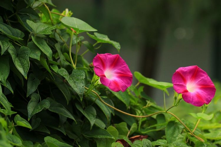 生肖|未来1个月，4大生肖的桃花大放光彩，贵人相助，爱情甜蜜！