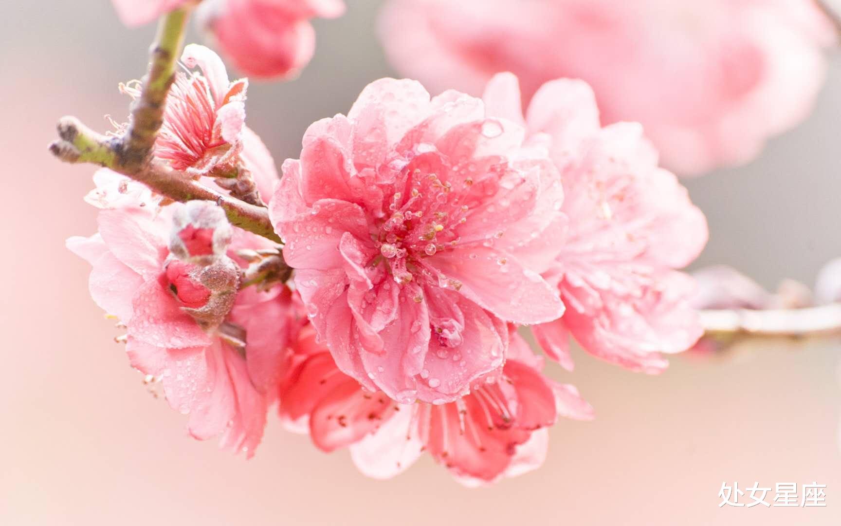 生肖|最近半年旺福！3生肖财势难挡金银铺路，惹不起，接喜