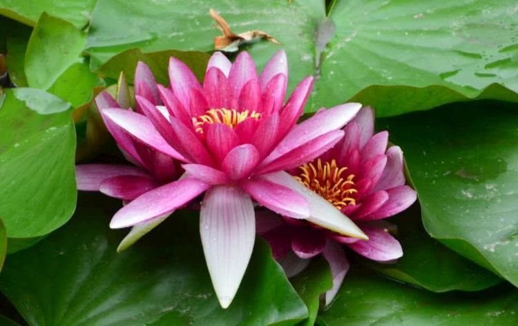 运势|10月开始，财运飙涨，财星入命，春风得意的4大生肖