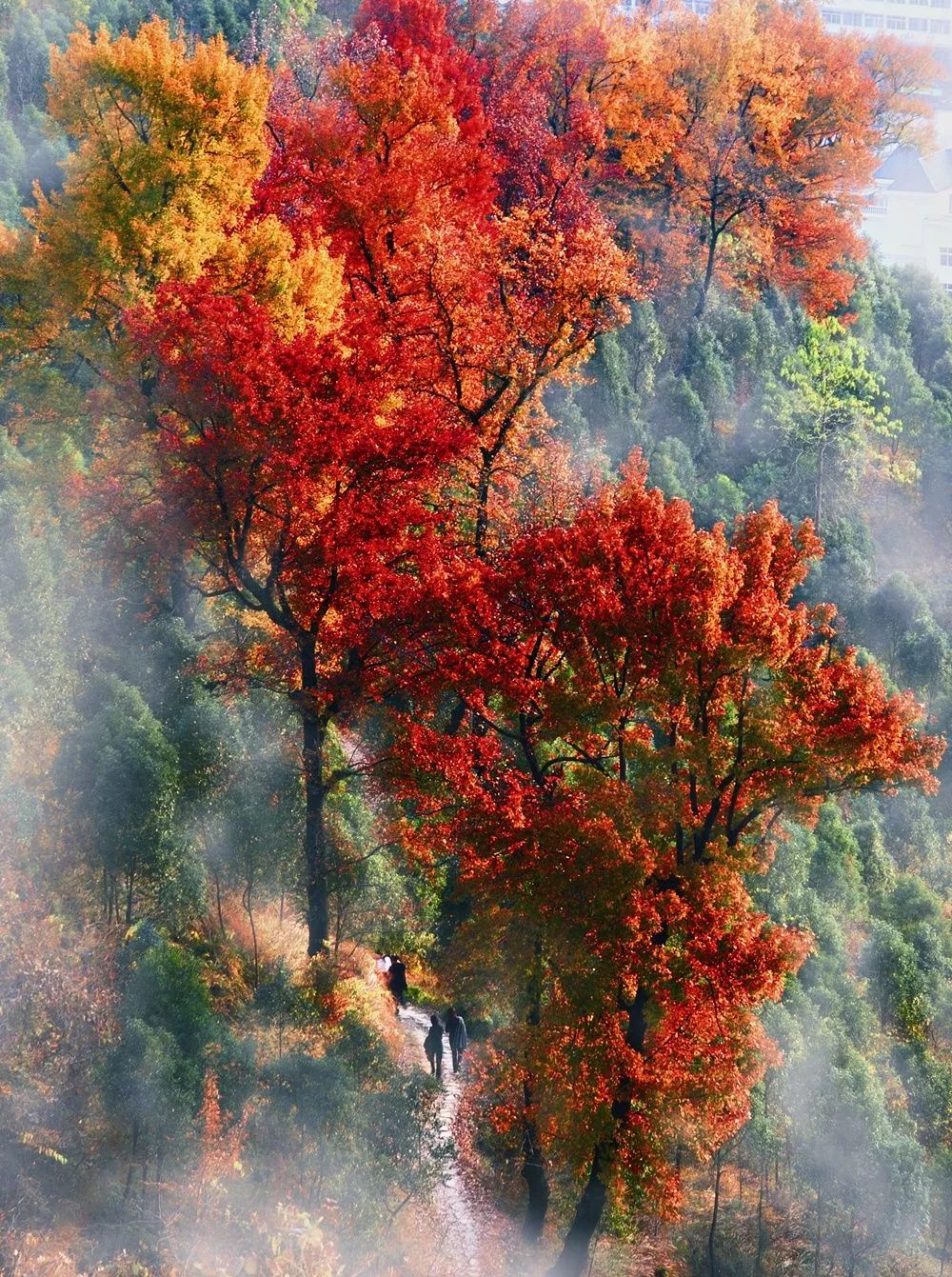 梯田|中国最美50个秋景,美得令全世界为之倾倒!去过20个就算达人